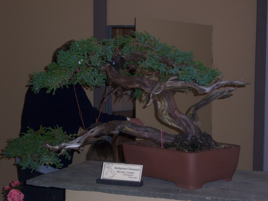 Philadelphia Flower Show Bonsai '09